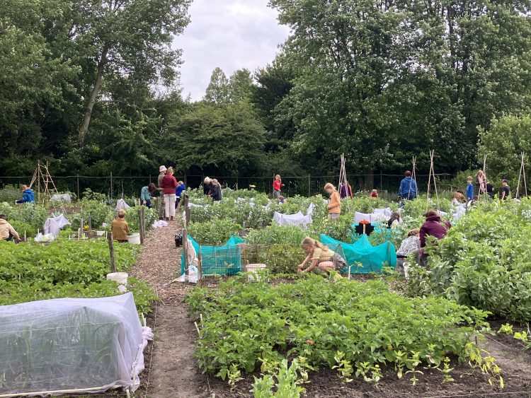 Schooltuinprogramma  Kindertuinen  Delft officieel erkend!